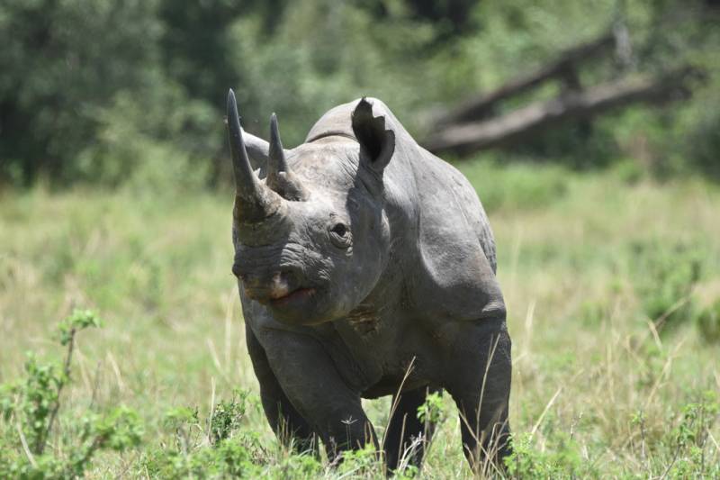 10-Day Kenya Tanzania Best Game Parks Safari Experience