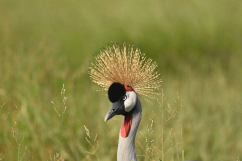 9 Days Adventure Family Safari In Kenya Tour