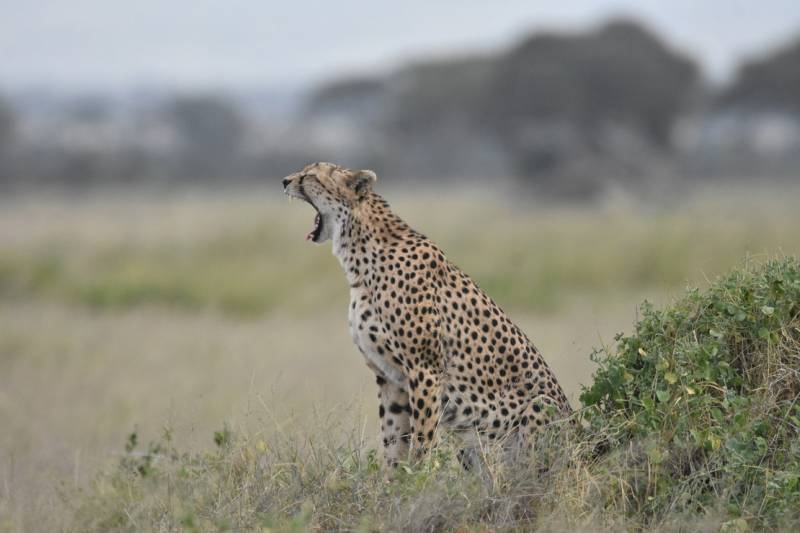 9 Days Adventure Family Safari In Kenya Tour