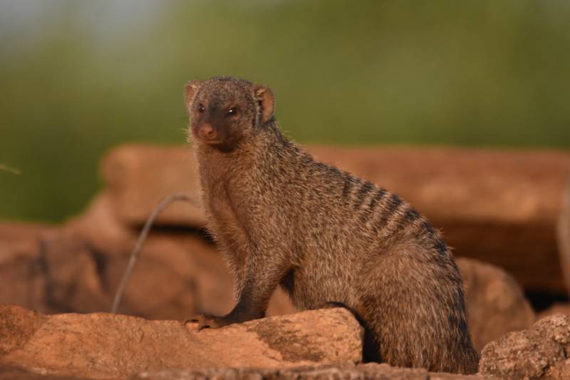 9 Days Adventure Family Safari In Kenya Tour