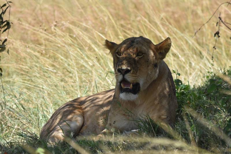 4 Days Explore Amboseli Kenya Safari Tour