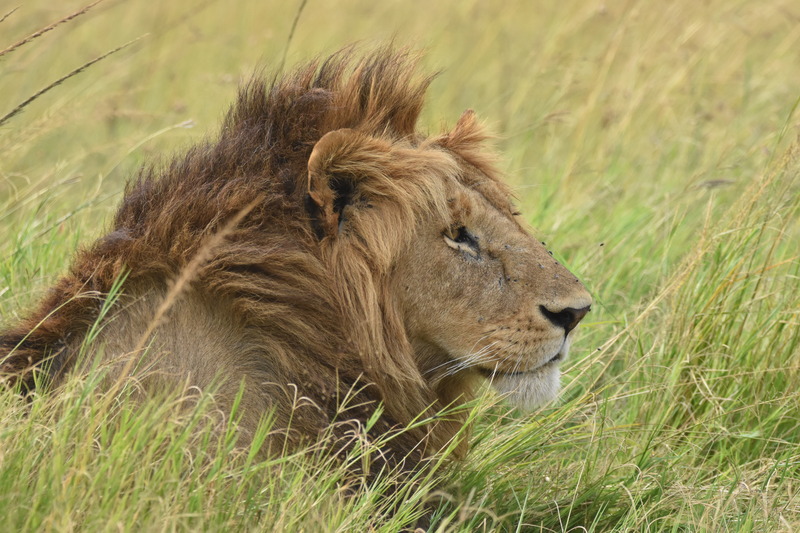 8 Days Best Kenya Family Safari And Beach Holiday Tour