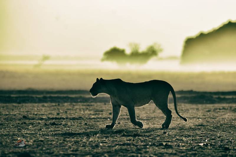 7 Nights Mid-range Masai Mara Mombasa Safari