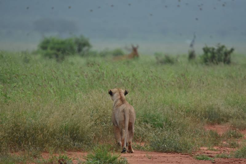 7 Nights Mid-range Masai Mara Mombasa Safari