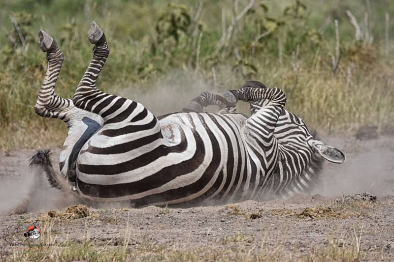 4 Nights Explore Kenya Safari Image