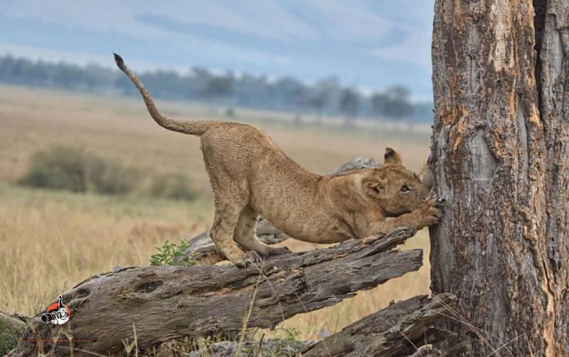 4 Nights Explore Kenya Safari