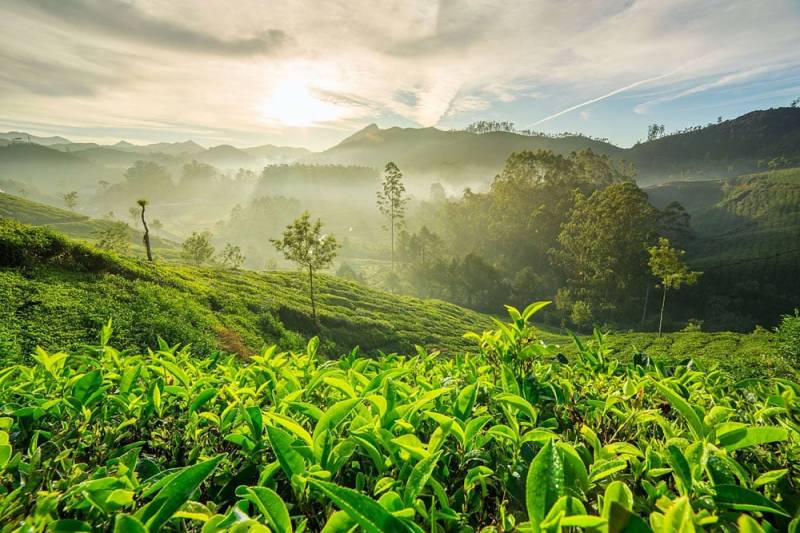 5 Days Munnar - Thekkady - Madurai Tour