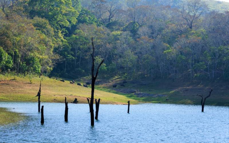 6 Days Munnar - Thekkady - Madurai - Rameswaram Tour