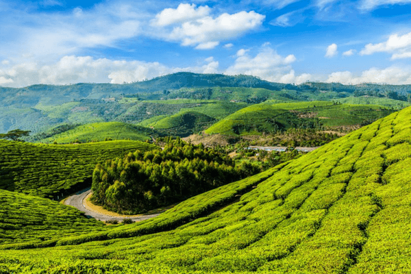 8 Days Munnar - Thekkady - Alleppey Tour