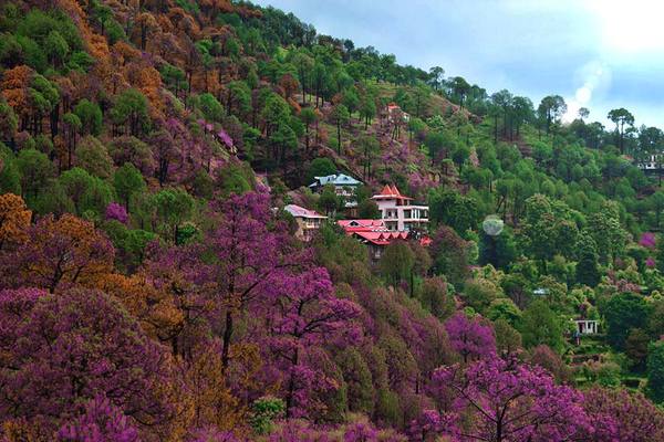 4 Nights Kasauli - Shimla Tour