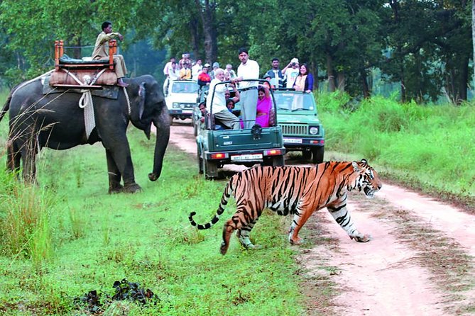 5 Nights Mukteshwar - Kausani - Corbett Tour