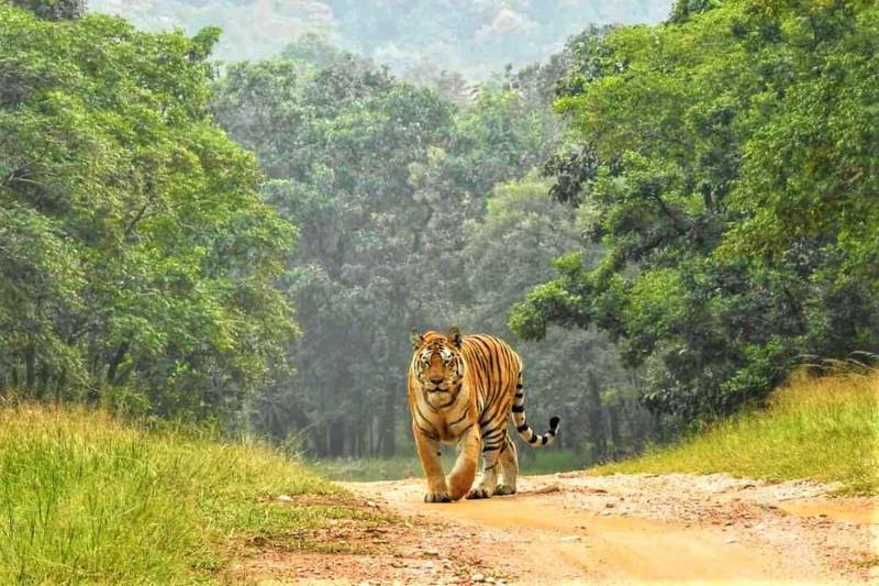 8 Days Udaipur - Ranthambore - Agra - Jaipur Tour