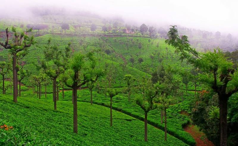 4 Nights Ooty - Coonoor - Kodaikanal Tour