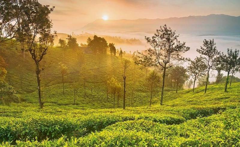 7 Days Bangalore - Wayanad - Ooty Package