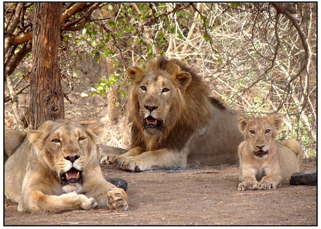 6 Days Dwarka - Somnath - Diu - Sasan Gir Tour Package