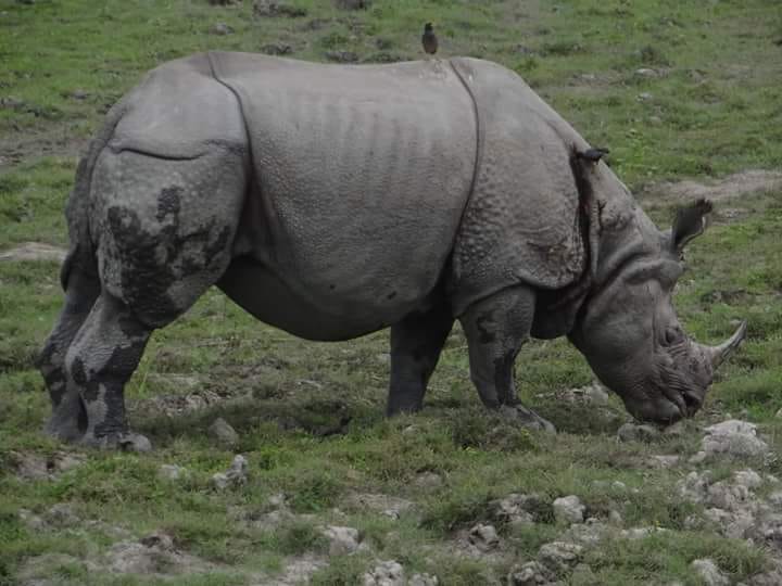 Assam, Meghalaya, Arunachal Pradesh 7 Nights 8 Days