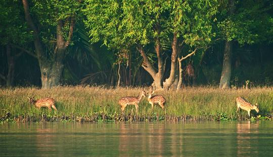 Sundarbans 2 Night 3 Days
