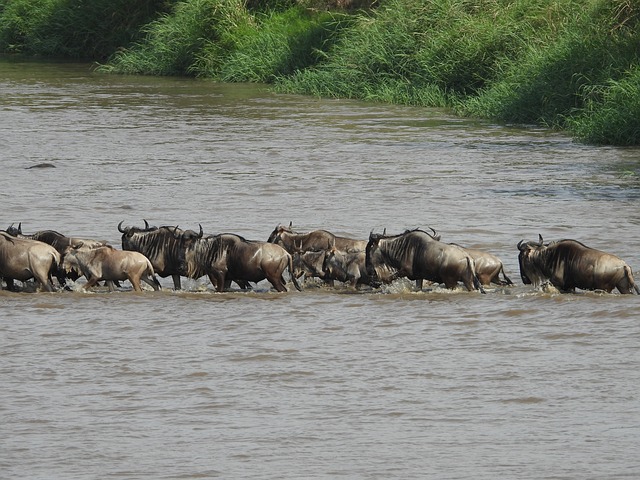 4-Day Fly In- Fly Out Private Safari From Zanzibar