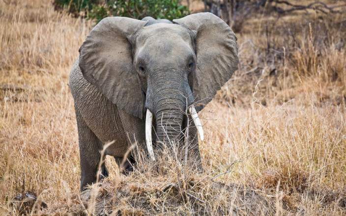 2 DAYS TARANGIRE AND LAKE MANYARA