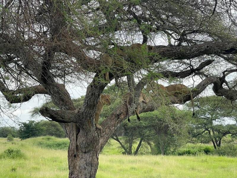 2 DAYS TARANGIRE AND LAKE MANYARA