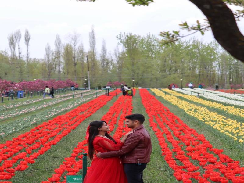 Kashmir Tulip Garden Best Time Tio Visit