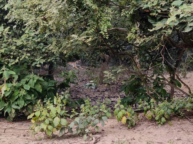 Jim Corbett National Park