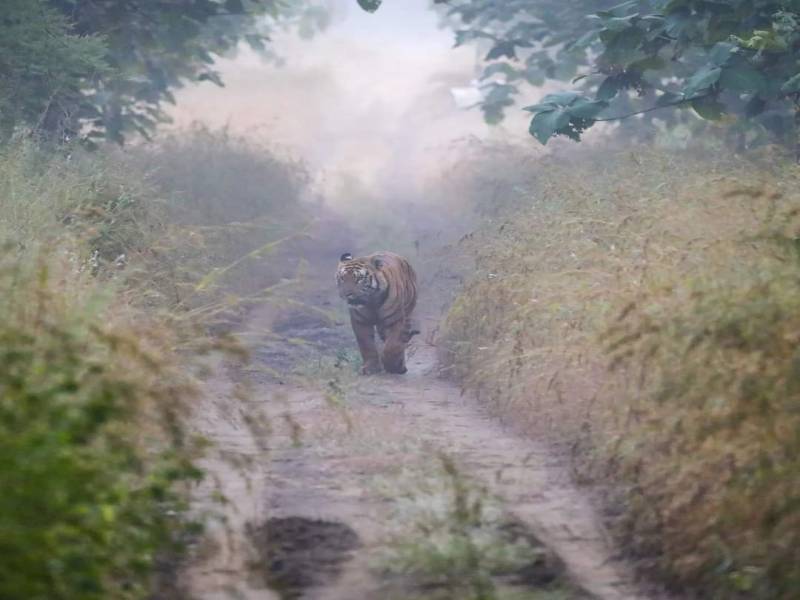 2 Night 3 Days Jim Corbett National Park