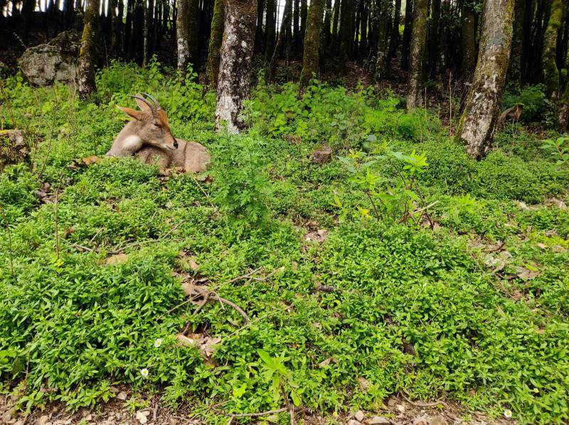 2 Night 3 Days Jim Corbett National Park