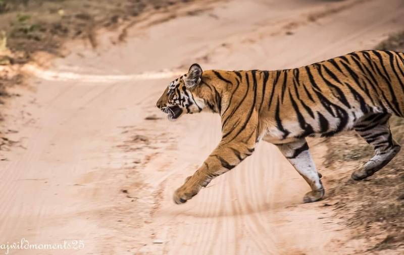 3 Night 4 Days Jim Corbett National Park