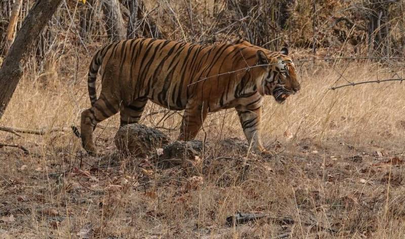 3 Night 4 Days Jim Corbett National Park