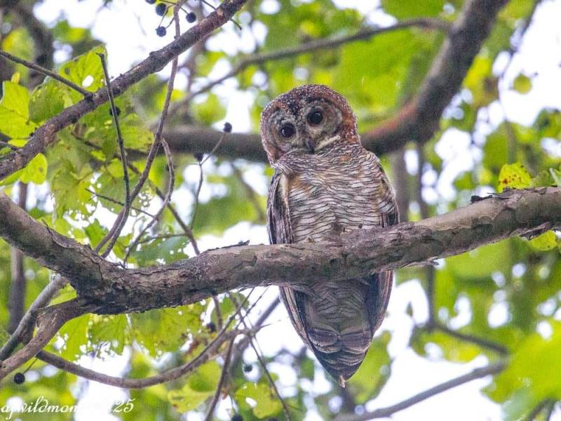 3 Night 4 Days Jim Corbett National Park