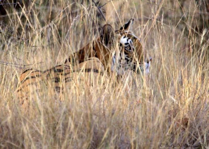 3 Night 4 Days Jim Corbett National Park