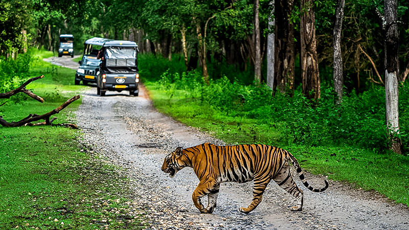 5 Nights Coorg - Kabini Tour Package Image