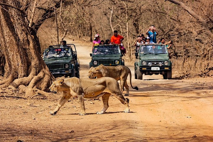 5 Days Dwarka - Somnath - Sasan Gir Tour Package Image