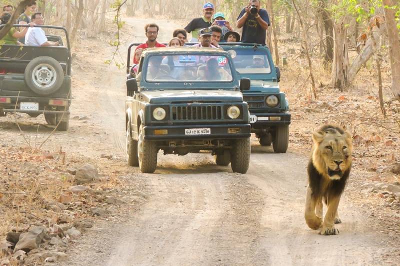 7D Dwarka - Somnath - Sasan Gir - Diu - Vadodara Tour Image