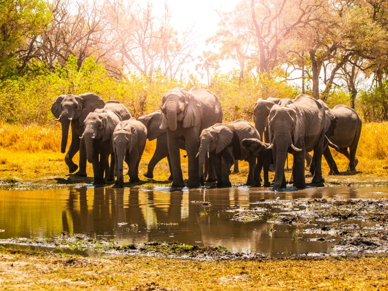 3 Nights 4 Days Fly from Zanzibar to Selous National Park