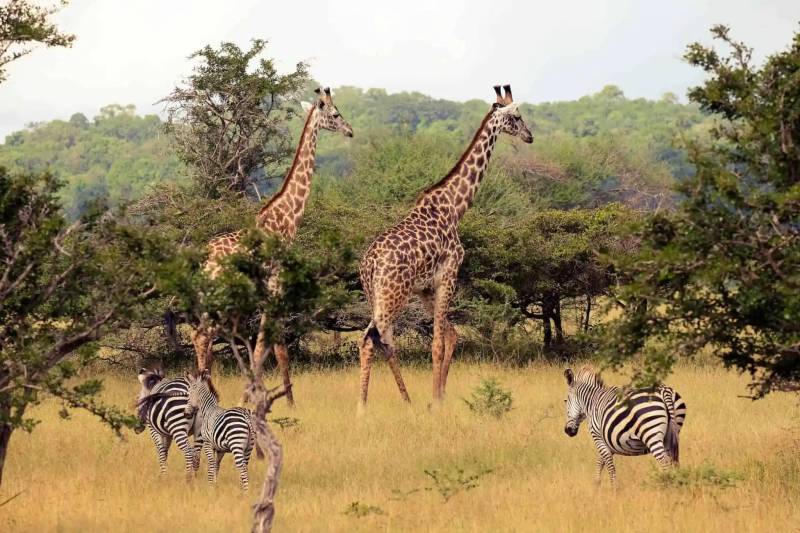 2 Nights 3 Days Safari to Nyerere National Park from Dar es salaam