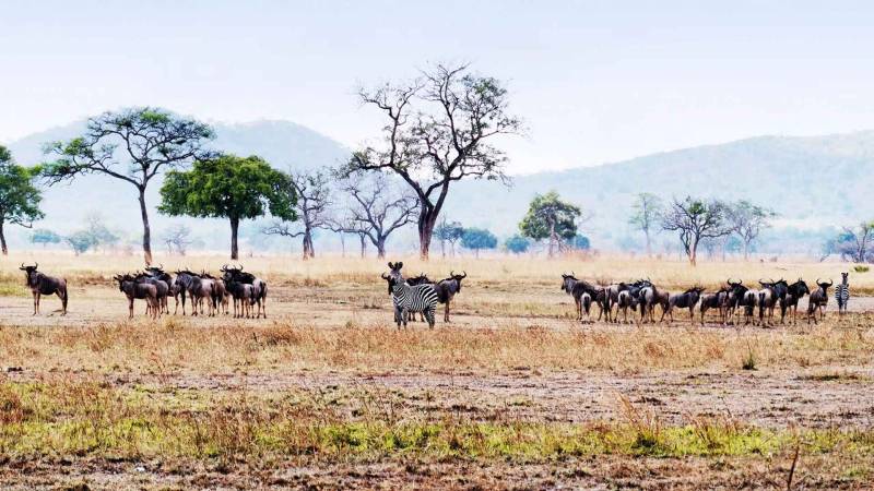 2 Nights 3 Days Safari to Nyerere National Park from Dar es salaam