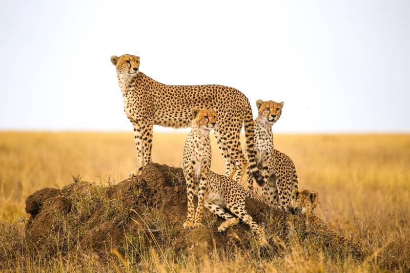 3 Days - 2 Night Tented Camp Tanzania Safari Tour