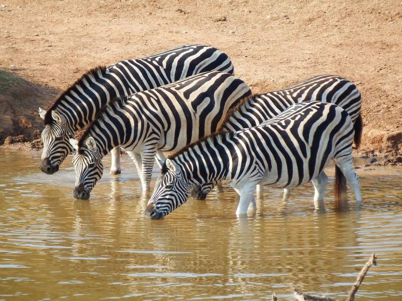 5 Days - 4 Nights Tented Camp Tanzania Safari Tour