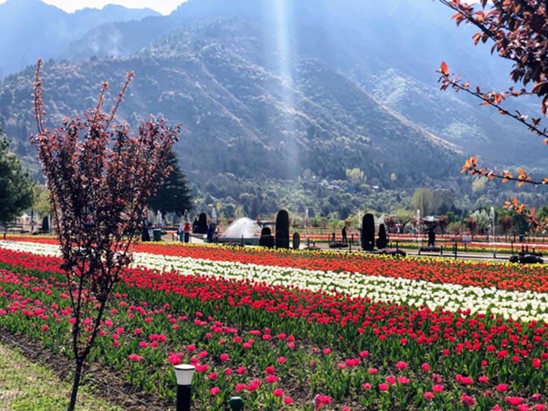 4 Nights - 5 Days Kashmir Spring Package