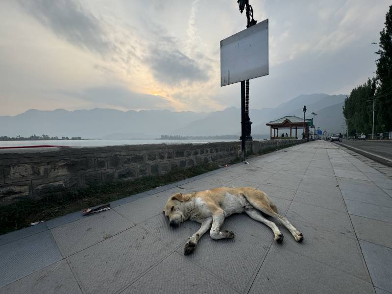 5 Star Winter Kashmir Tour 4 Nights - 5 Days