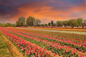 1 Day Package of Srinagar Tulip Garden and Botanical Garden