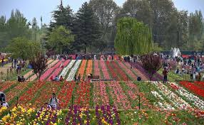 1 Day Package of Srinagar Tulip Garden and Botanical Garden