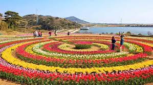 1 Day Package of Srinagar Tulip Garden and Botanical Garden