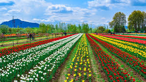 1 Day Package of Srinagar Tulip Garden and Botanical Garden