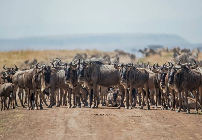 4 Days Maasai Mara – Lake Nakuru Safari