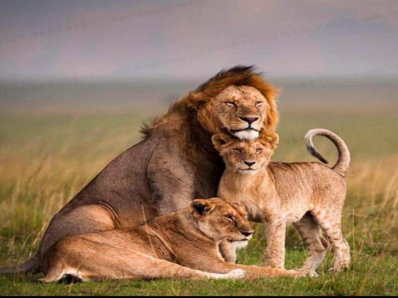 4 Days Maasai Mara – Lake Nakuru Safari