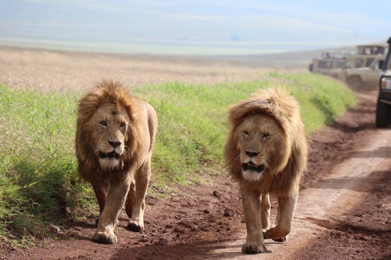 4 Days Tanzania Private Family Safari