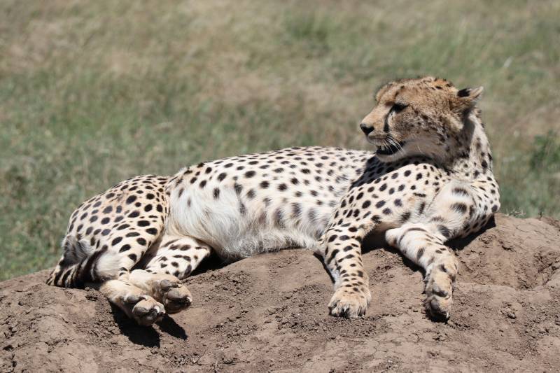 4 Days Tanzania Private Family Safari